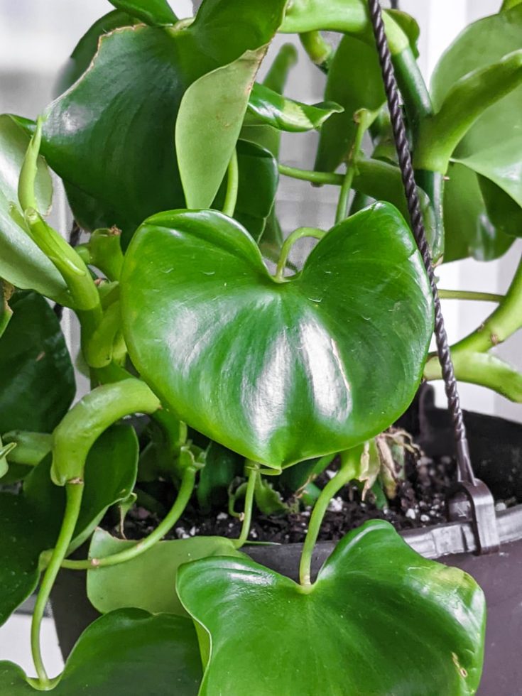 All about philodendron grazielae care and propagation!
