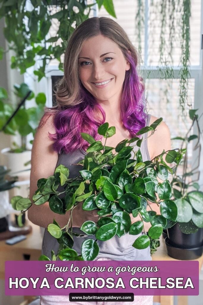 woman holding a plant with text overlay that says how to grow a gorgeous hoya carnosa chelsea