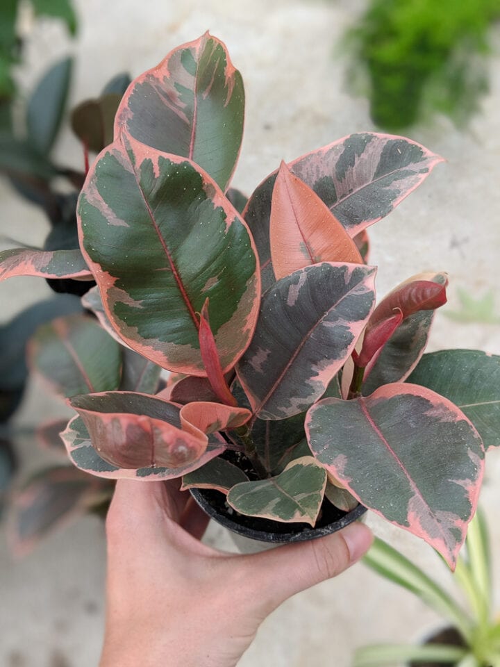 How to care for your stunning variegated rubber plant!