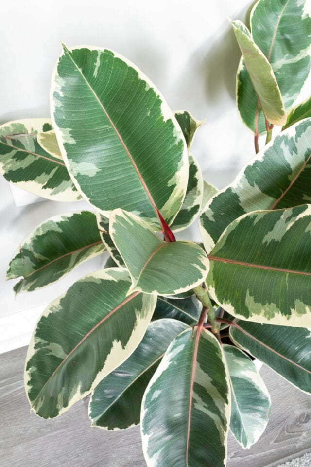 How to care for your stunning variegated rubber plant!