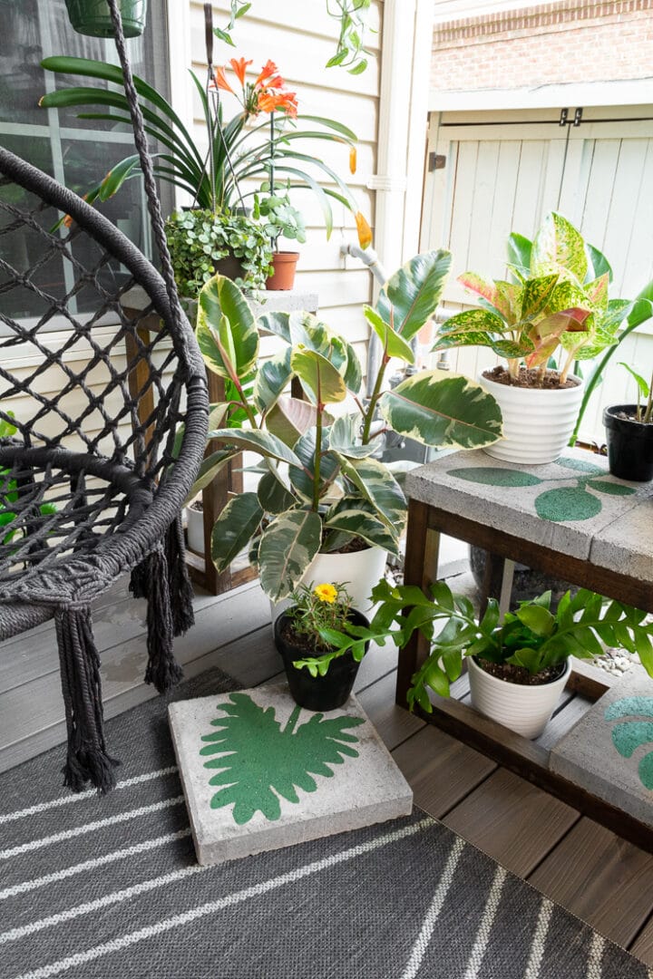 How to care for your stunning variegated rubber plant!