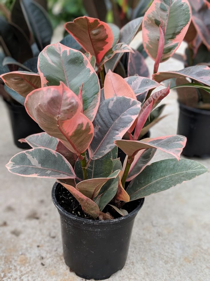 How to care for your stunning variegated rubber plant!