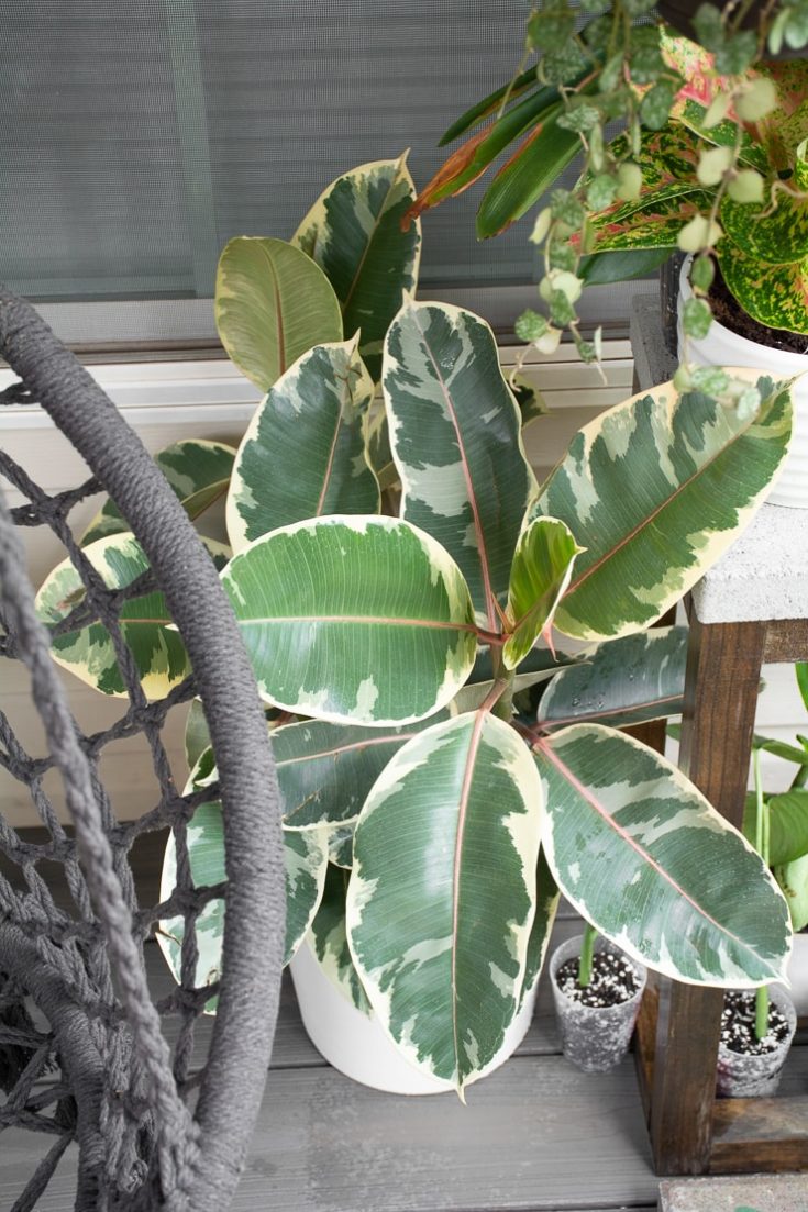 How to care for your stunning variegated rubber plant!