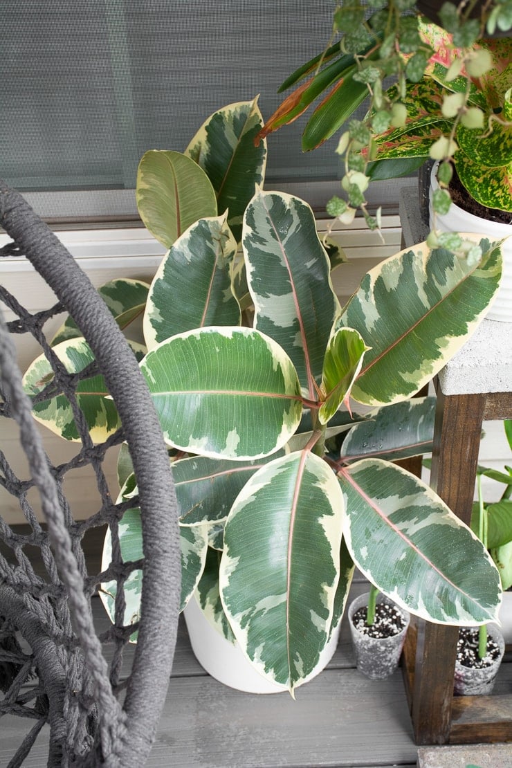 How to care for your stunning variegated rubber plant!