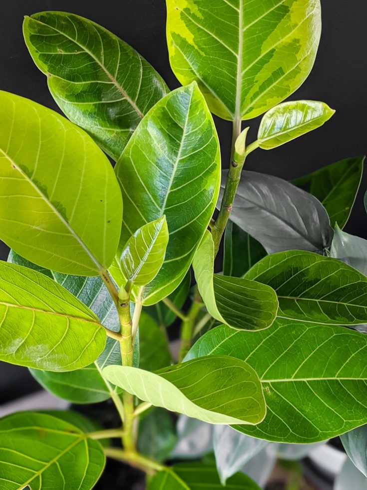 How to care for the stunning variegated Ficus Altissima "Yellow Gem"