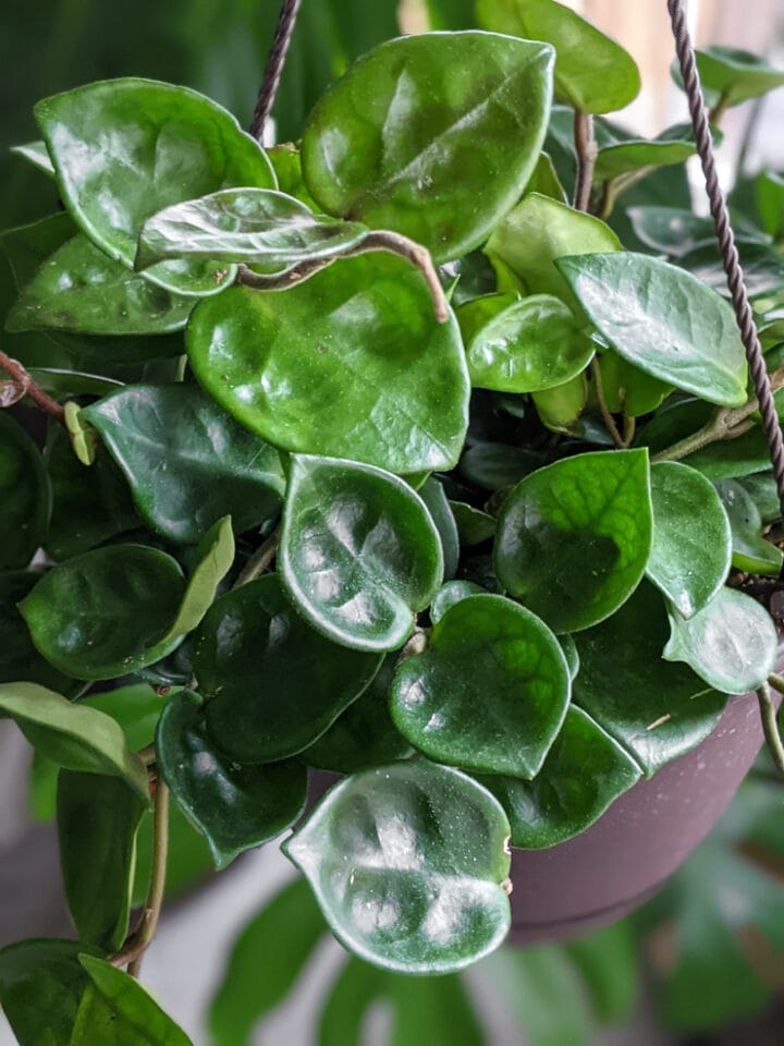 How to care for the Hoya Carnosa Chelsea plant!