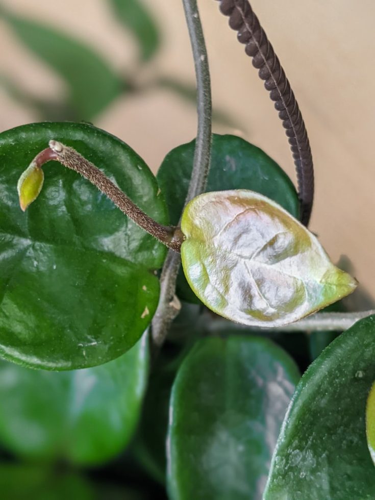 How to care for the Hoya Carnosa Chelsea plant!