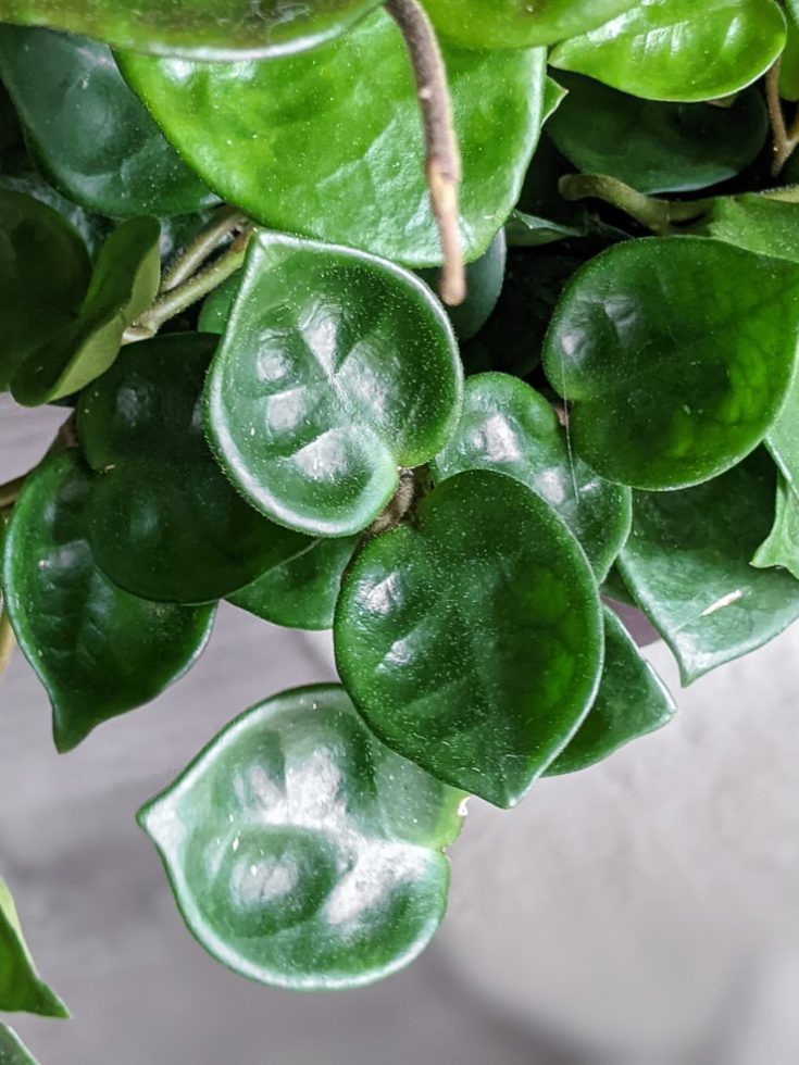 How to care for the Hoya Carnosa Chelsea plant!
