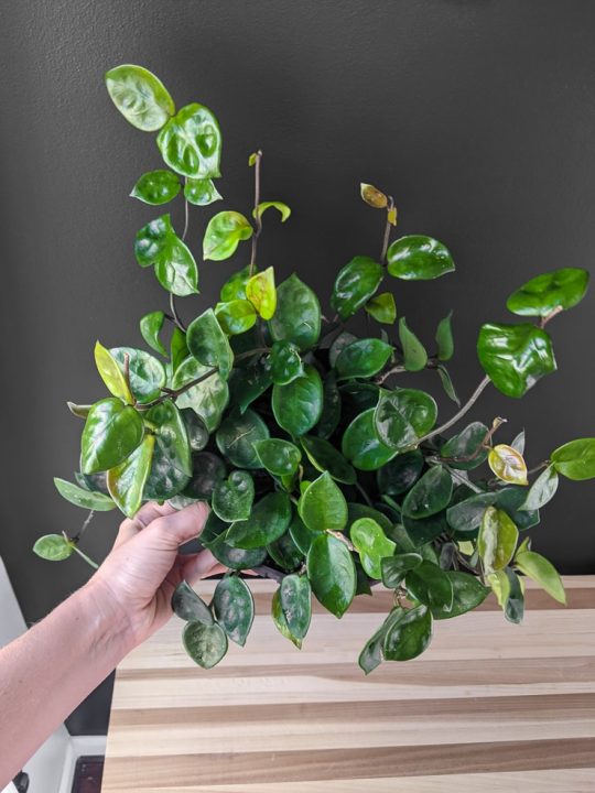 How to care for the Hoya Carnosa Chelsea plant!