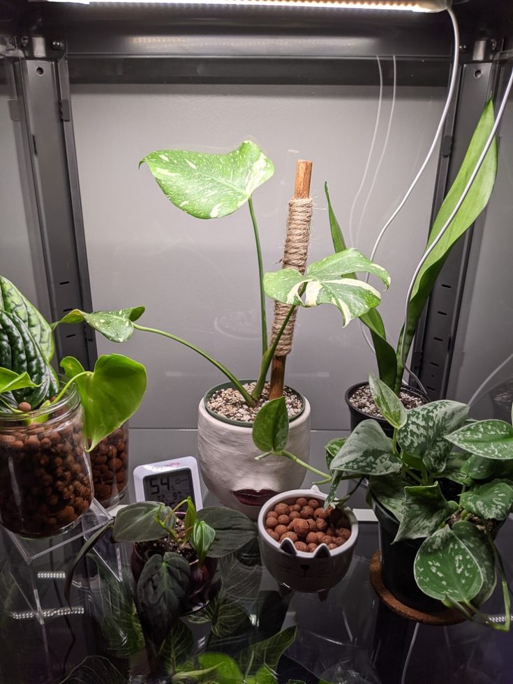 How to use grow lights for houseplants to help them thrive!