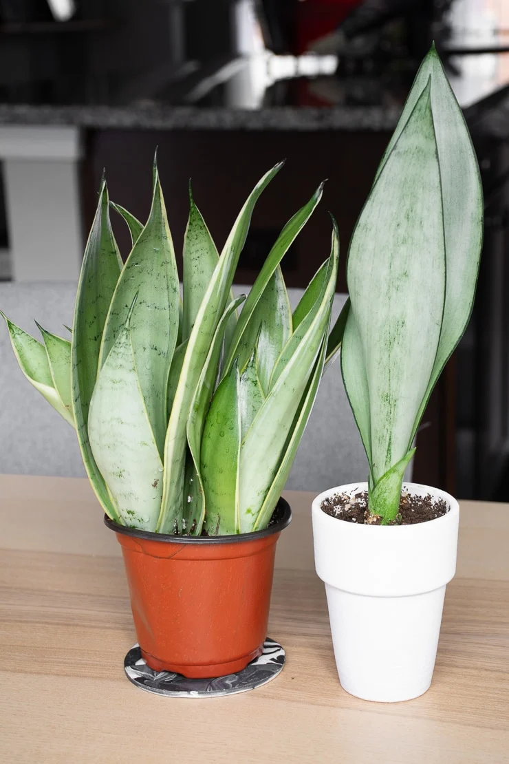 Your guide to helping your moonshine snake plant thrive!