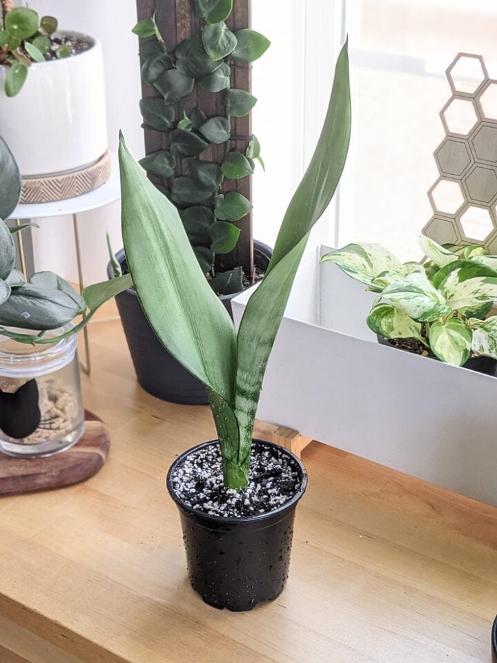 Your guide to helping your gorgeous moonshine snake plant thrive!