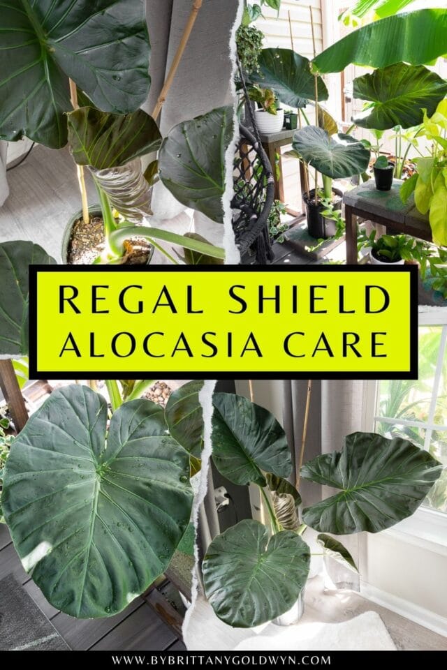 Alocasia regal shield care How to care for this stunning