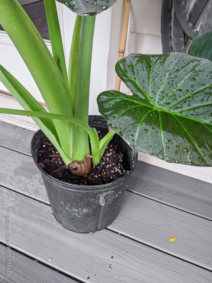 Alocasia regal shield baby sprouting from a larger plant