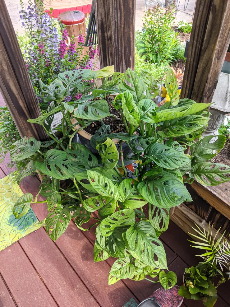 large swiss cheese monstera plant on a patio