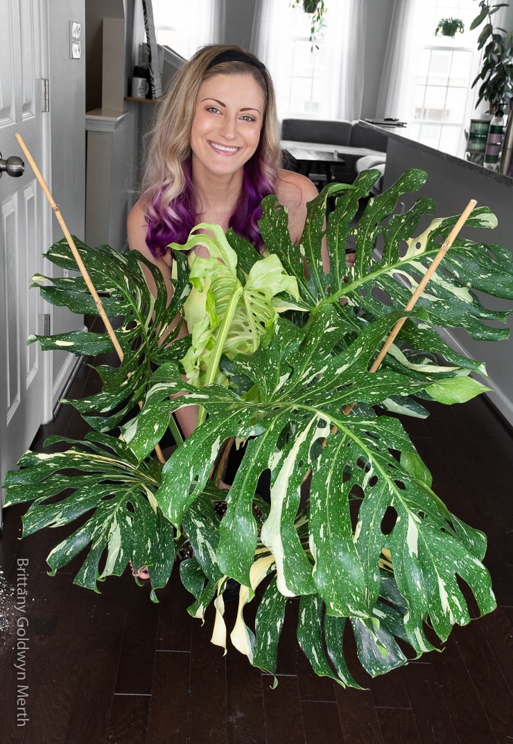 Monstera Thai Constellation Variegated craibas.al.gov.br