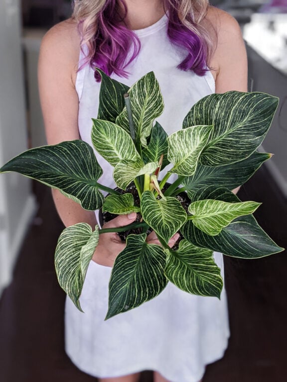 How to care for your beautiful Philodendron Birkin!