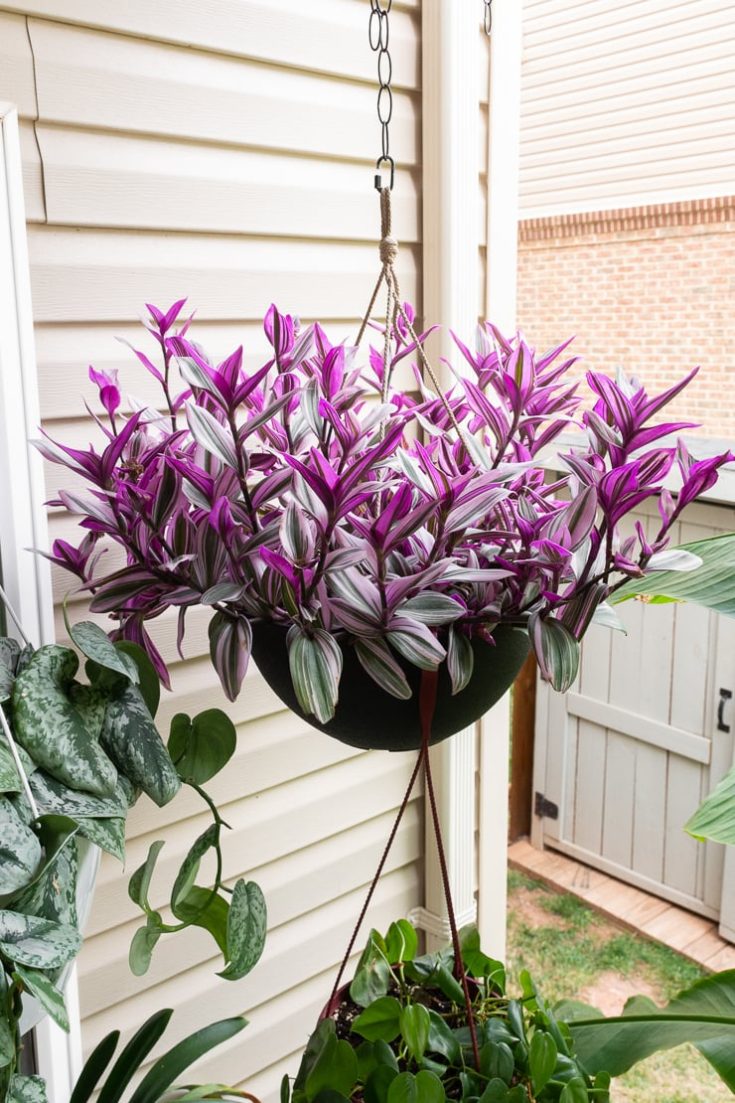 tradescantia nanouk