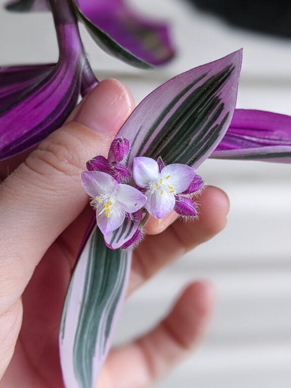 Everything you need to know about tradescantia nanouk care!