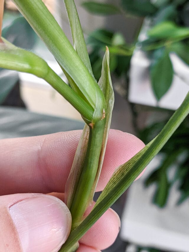 Prayer plant propagation and rooting maranta leuconeura from cuttings!