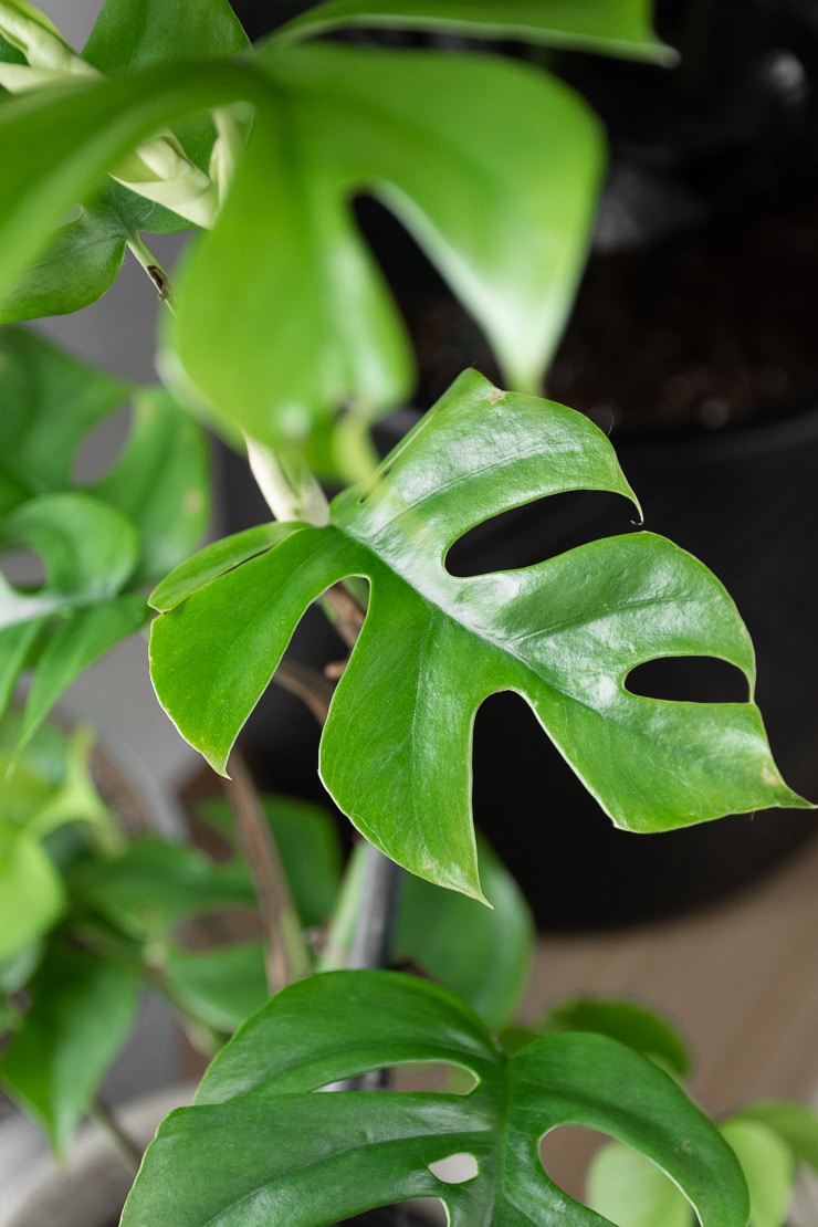 Rhaphidophora tetrasperma leaf