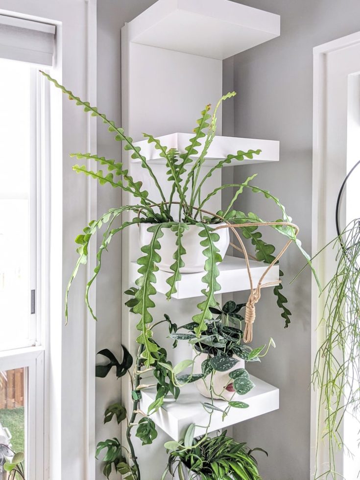 How to help the crazy ric rac cactus thrive indoors!