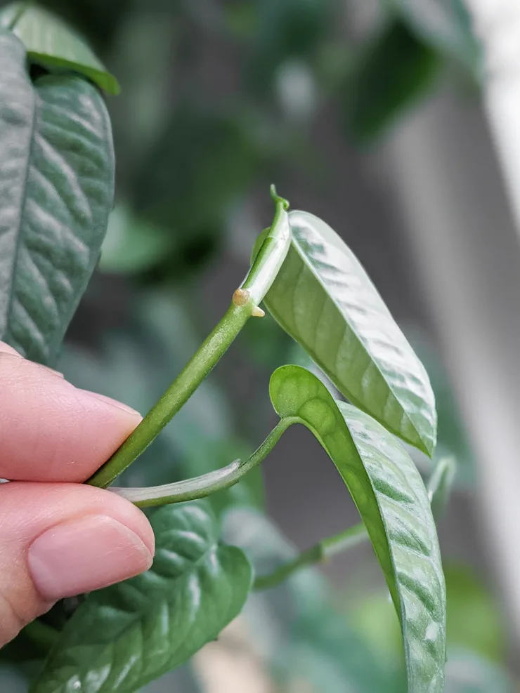 nodes on a cebu blue pothos stem