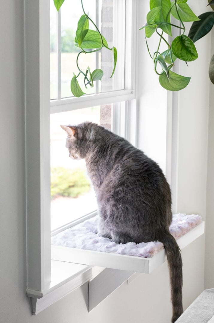 How to make a simple DIY cat window perch!