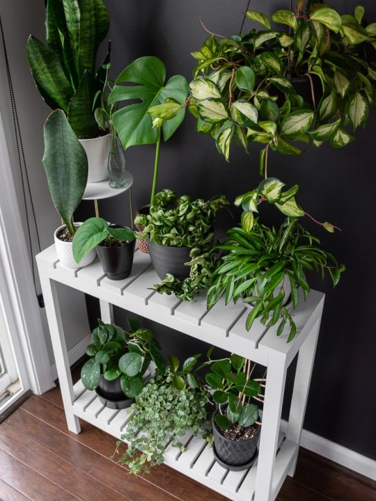 DIY tiered indoor plant stand