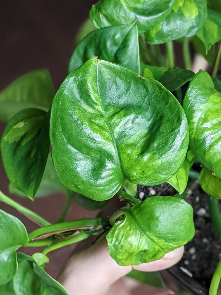 beautiful global green pothos plant held up against a black wall