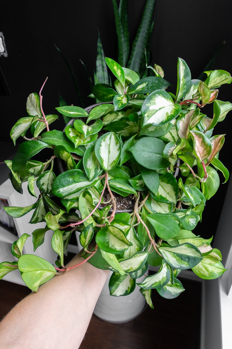 hoya krimson princess care