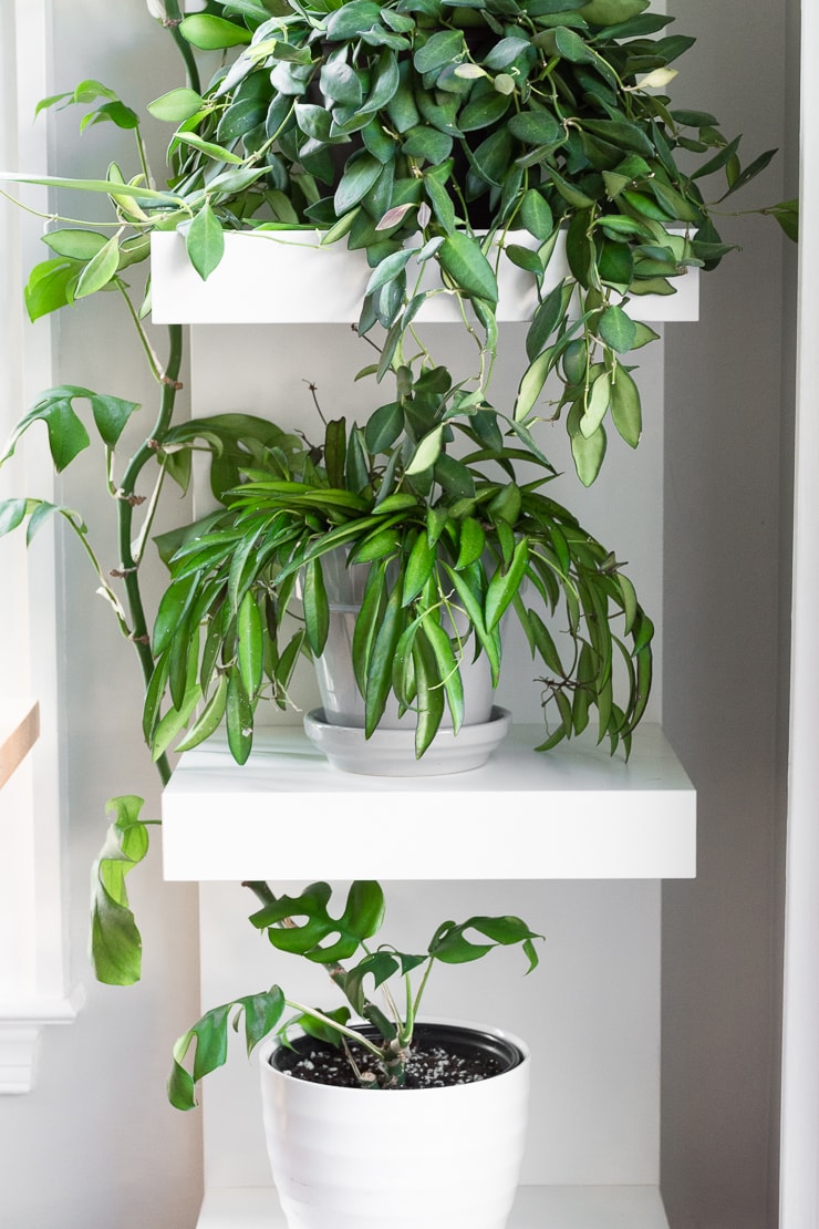 hoya wayetii plant on shelves