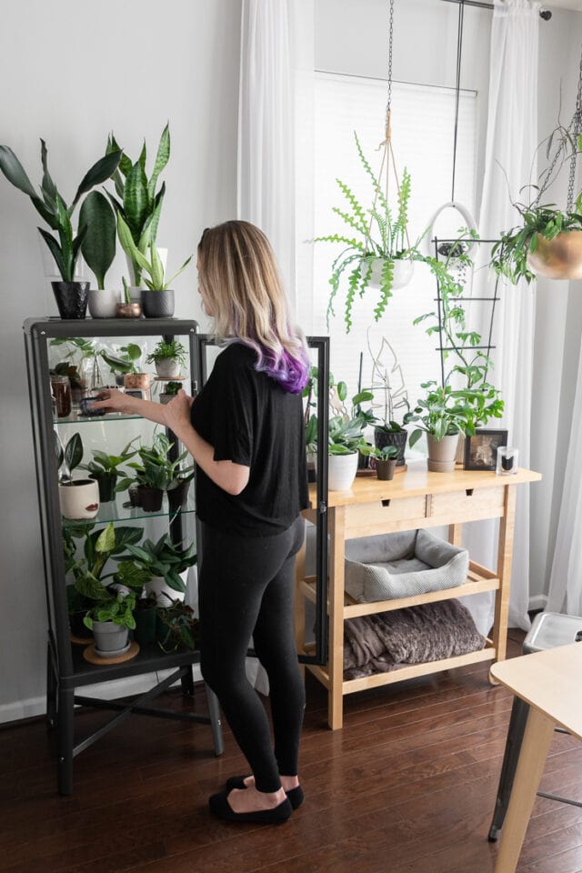 5 TIPS How to care for your houseplants over the winter