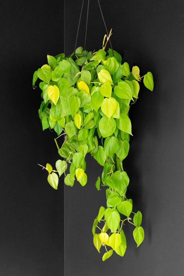 Philodendron Lemon Lime Care A Neon Trailing Plant