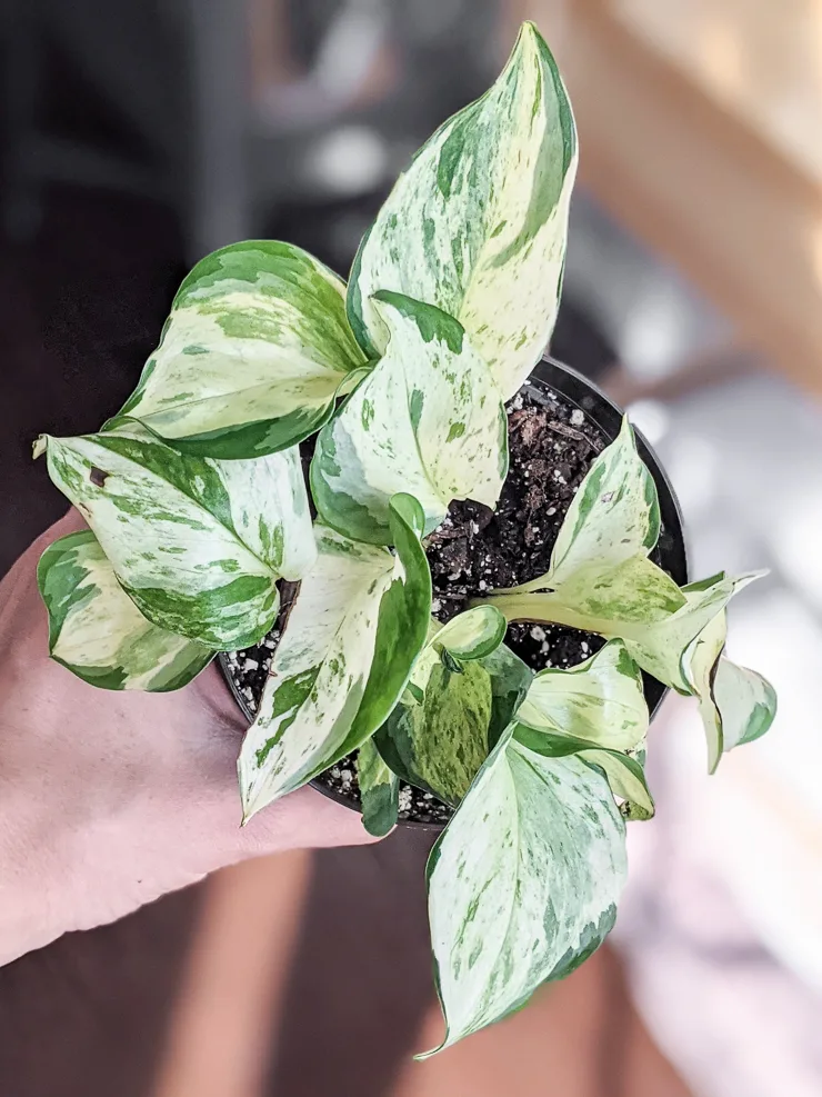 manjula pothos plant