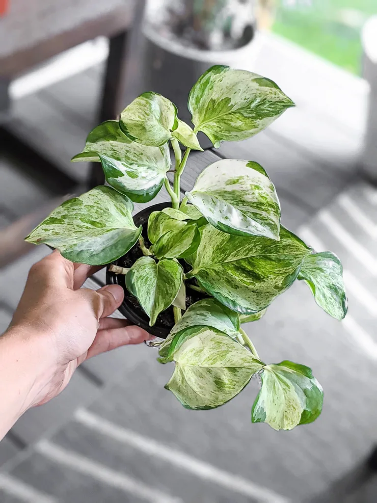 hand holding a trailing manjula pothos plant