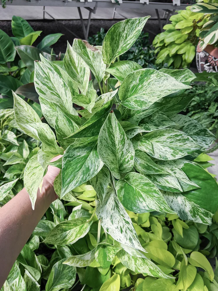 small trailing marble queen pothos plant