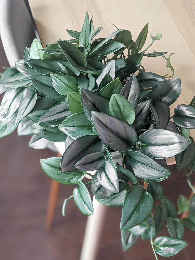 scindapsus treubii moonlight plant