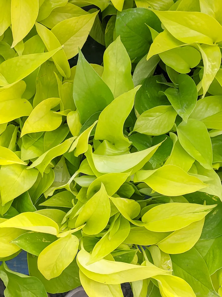 beautiful neon pothos foliage