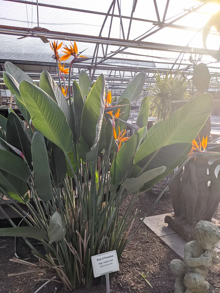 Bird of paradise care & all about this stunning, wildly popular houseplant!
