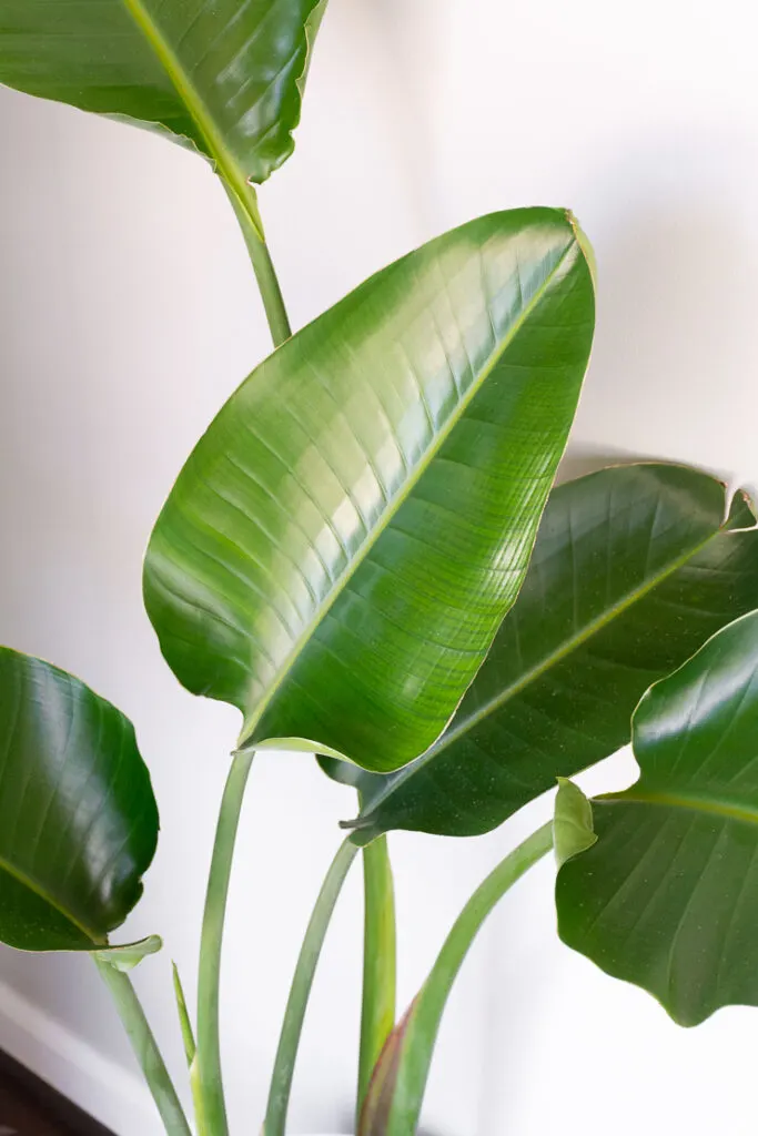 Are Bird Of Paradise Safe For Cats And Dogs