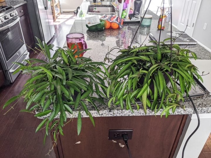 How to care for the tropical hoya kentiana!