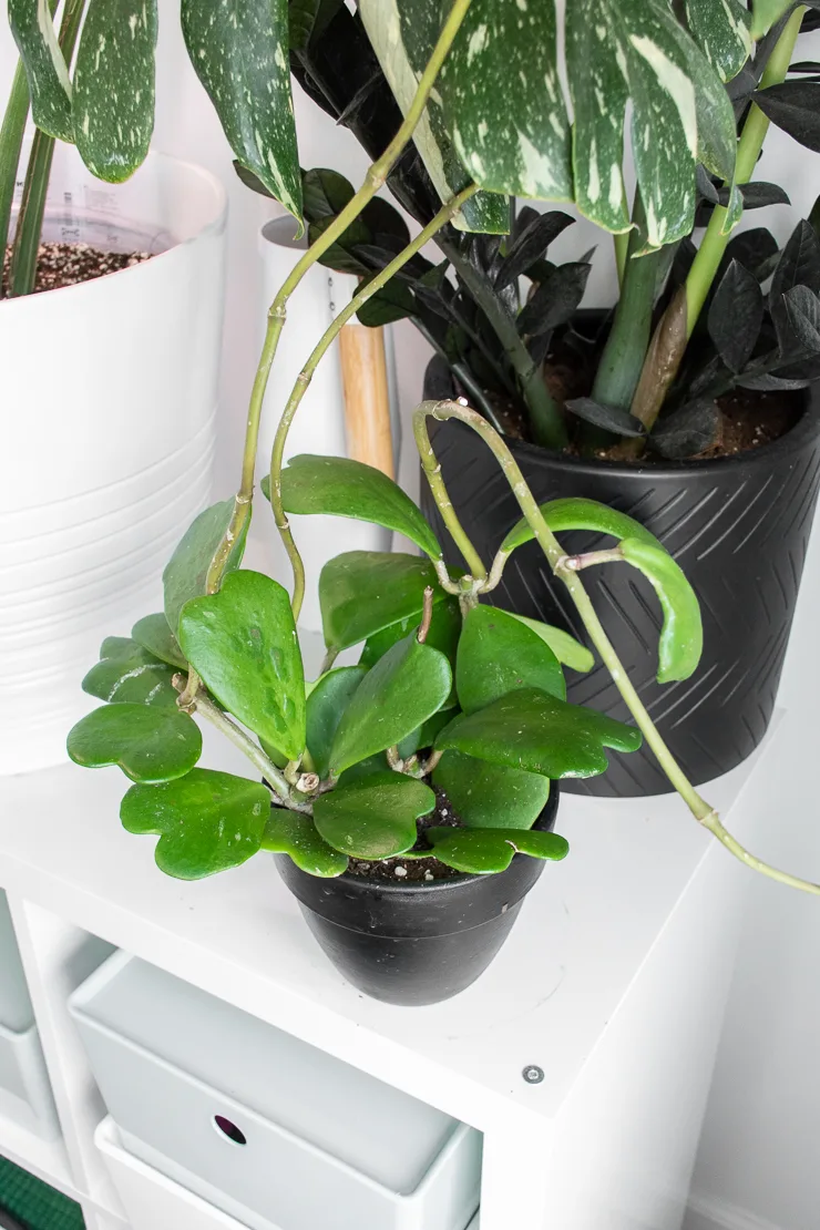 hoya kerrii plant with vining stems