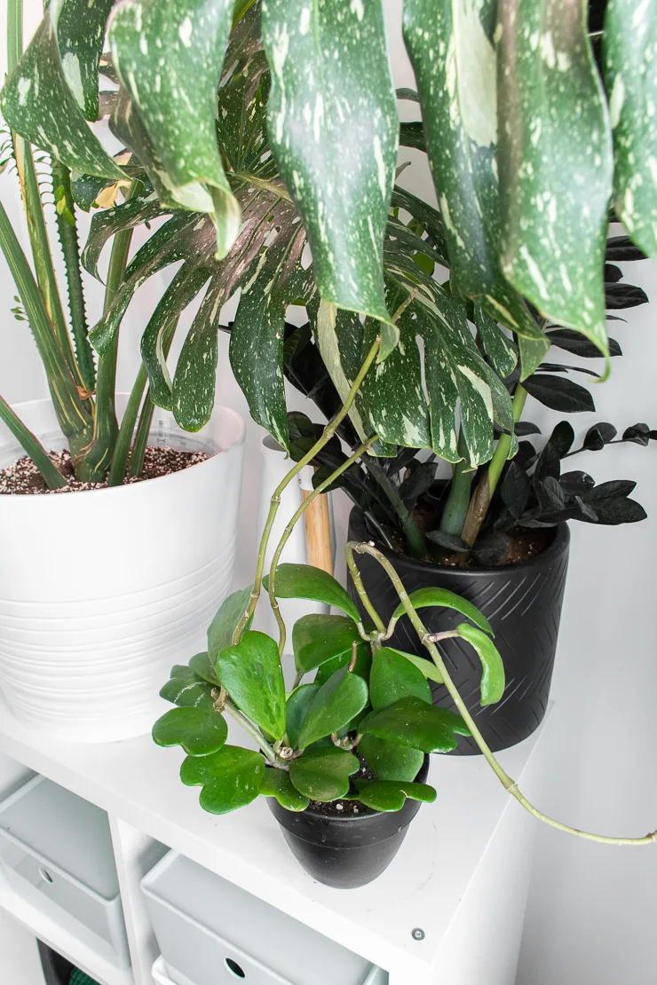 hoya kerrii plant with vining stems