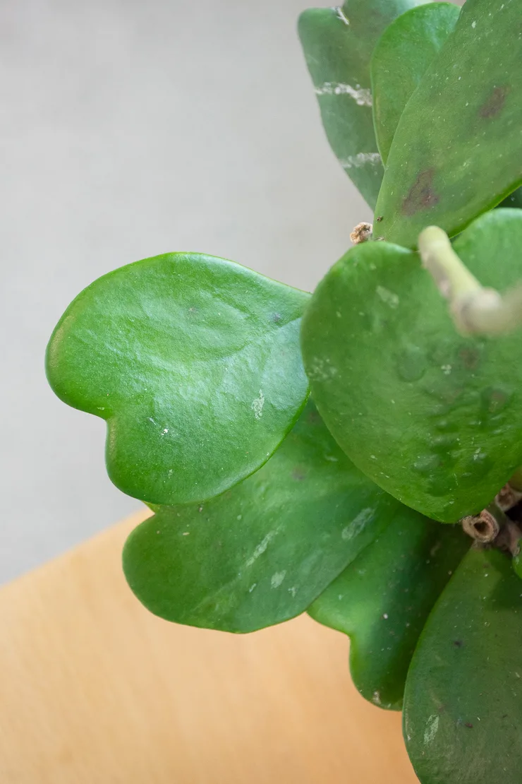 hoya kerrii leaves