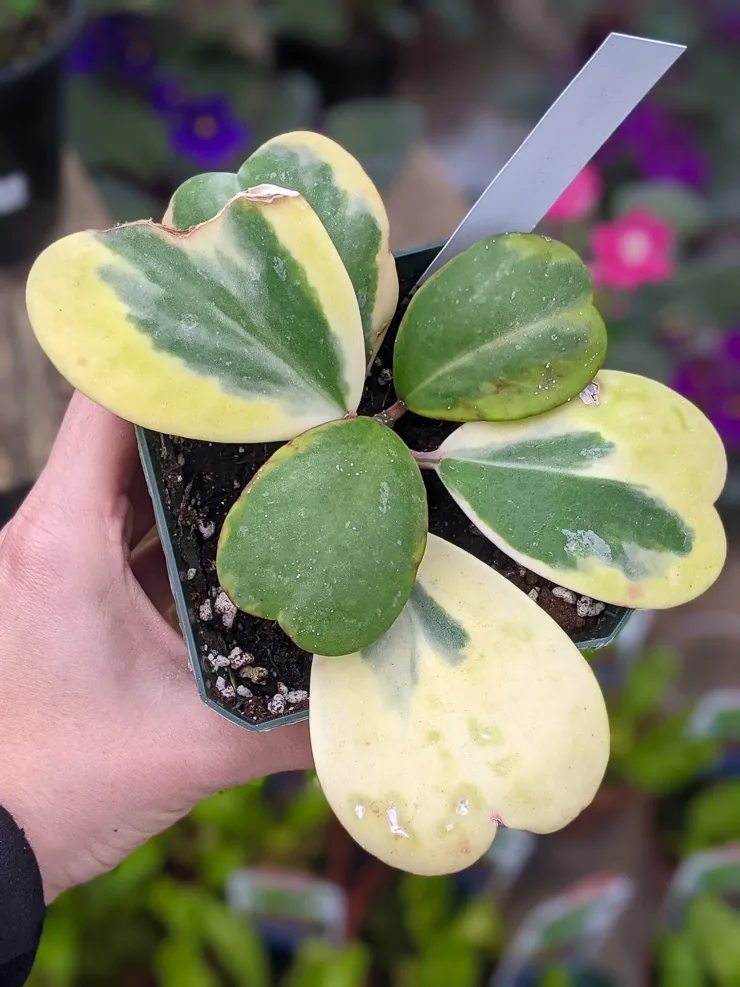 variegated hoya kerrii plant