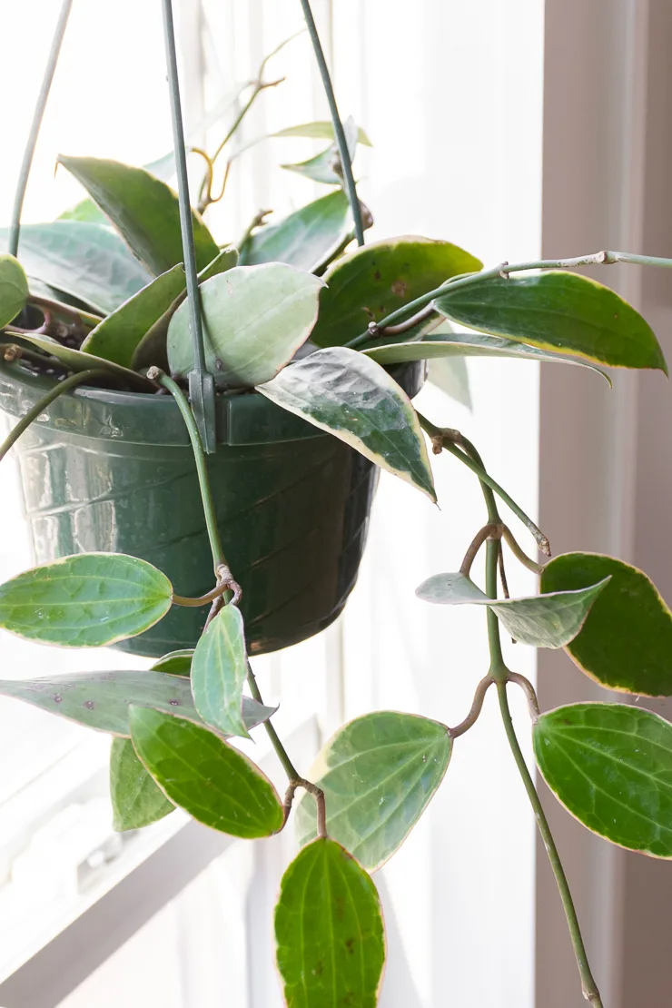 Hoya Macrophylla in a hanging basket