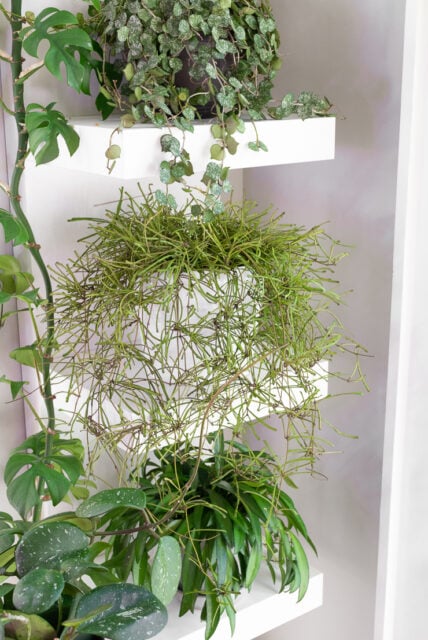 Retusa Hoya retusa care and propagation tips!