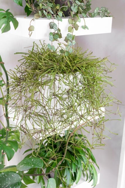 Retusa Hoya retusa care and propagation tips!
