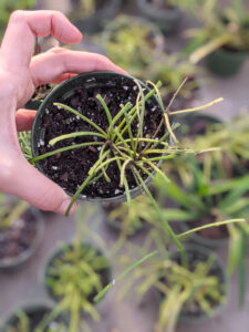 Retusa Hoya retusa care and propagation tips!